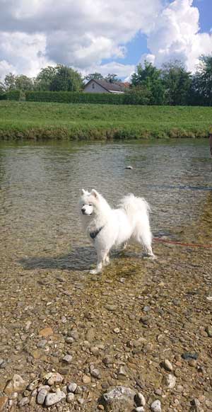 Gassiservice Steffi - Spaziergang am Bach